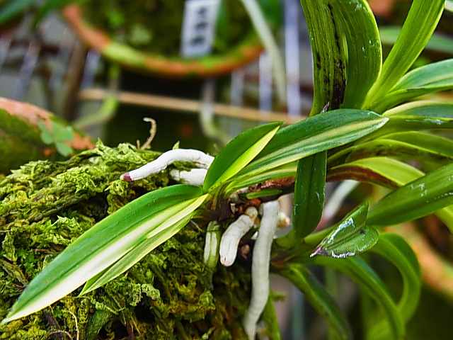 富貴蘭　友禅錦 高知産の友禅錦（ゆうぜんにしき） - 都会の隅で農的暮らし