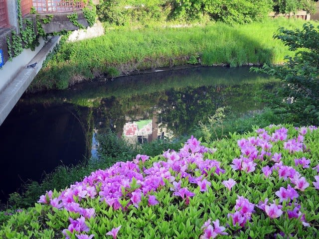 大型宝剣 大群生 - 春夏秋冬 花 mikio