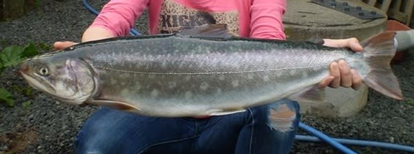 これまたデカイ「アメマス」が北海道から届きました！ - 虫さん