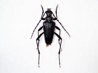フタスジカタビロハナカミキリ ペア 山梨県 - Insect Islands