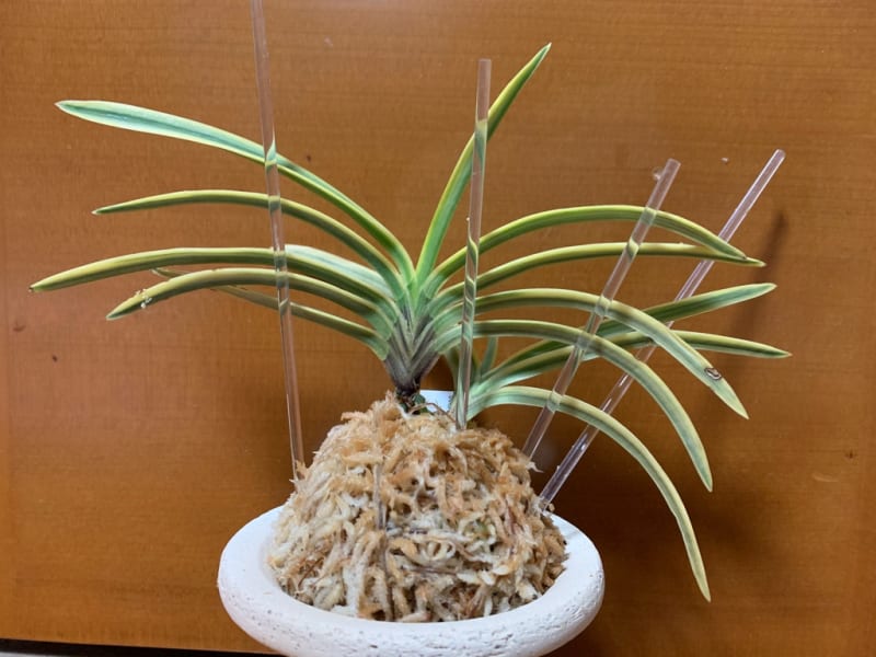 天橋系満月 A - 純風満蘭 富貴蘭・風蘭ブログ 着生蘭よもやま話 天橋系満月 A - 純風満蘭 富貴蘭・風蘭ブログ 着生蘭よもやま話