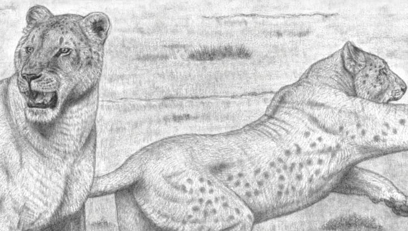 ☆暫定 ♢大型ネコ科動物 Big Cats♢ サイズランク☆ 2022年改正
