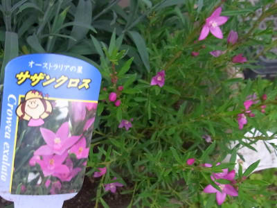 11 3 花壇用の寄植え鉢を作成中 ｎｉｗａ ｎｉｈａ ｈａｎａ 庭には花