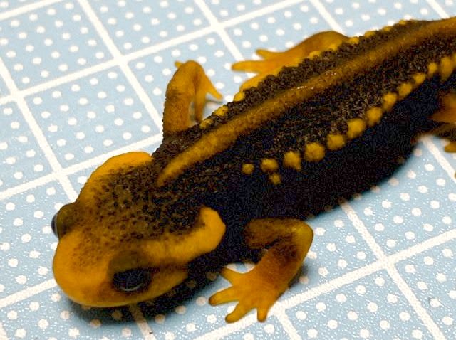 アメイロイボイモリのこどもが来ました - いきものだいすき