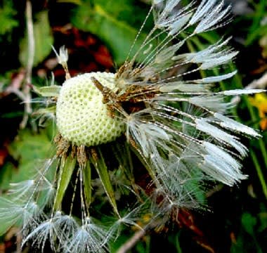 春の野草（4月） ジロボウエンゴサク、ムラサキケマン