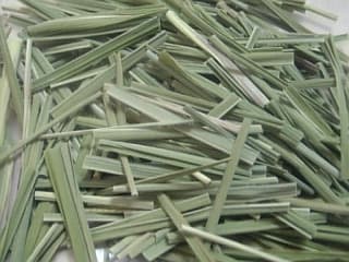 レモングラスの収穫 保存 本で植物な卓上日記