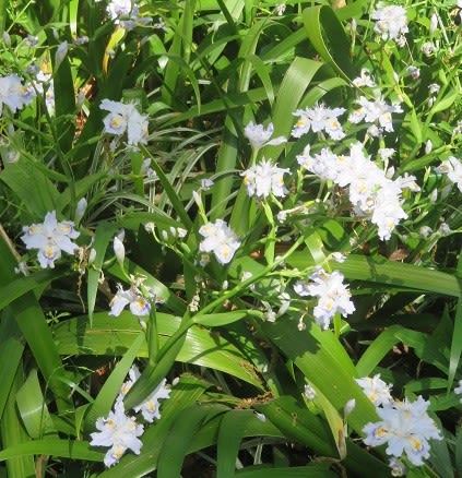 楽書き雑記 樹木の日陰で群生するシャガが花盛り 名古屋 名城公園 風の遊子 ゆうし の楽がきノート