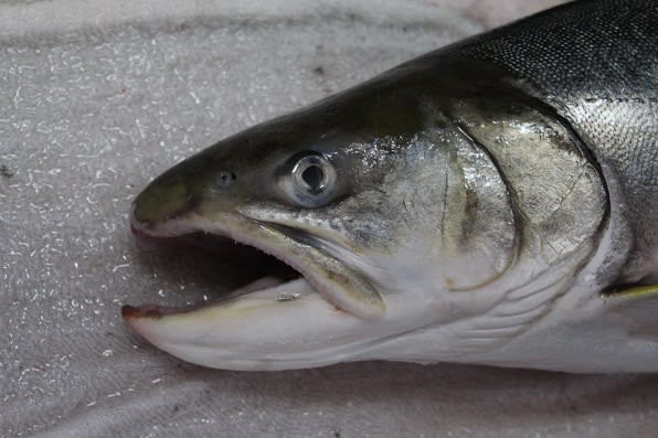 北海道の70センチ「海アメマス」完成! - 虫さん魚さん 北海道の70センチ「海アメマス」完成! - 虫さん魚さん