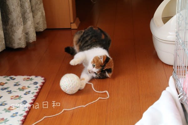 Vol.44☆ 毛糸玉で遊ぶマンチカン/マンチカン立ち ☆ | さし
