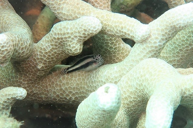綺麗なサンゴ礁で海遊び！！☆ - トネリコ日記