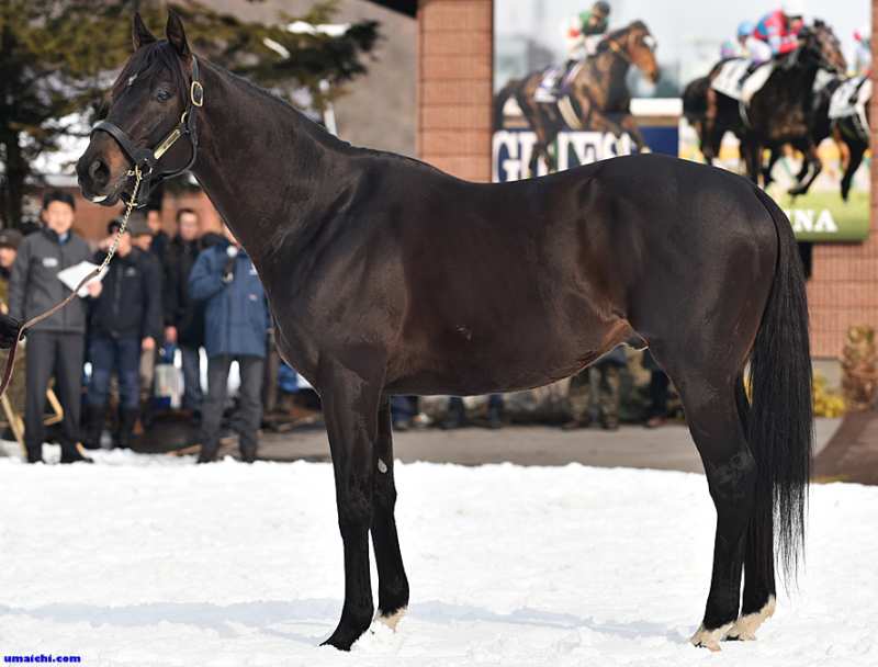 【希少！】社台ファーム スタリオンブック 1992 競走馬 種牡馬 カタログ 希少！】社台ファーム スタリオンブック 1992 競走馬 種牡馬