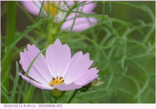 Cosmos / 秋桜 | See where this picture was taken
