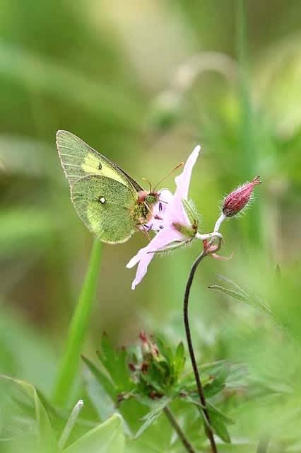 ★希少★真作★森天飛★葉蝶 モンキチョウ★★サイン有り 宮崎の蝶 生駒高原のモンキチョウ 小林市南西方 | ☆hiroの部屋2☆