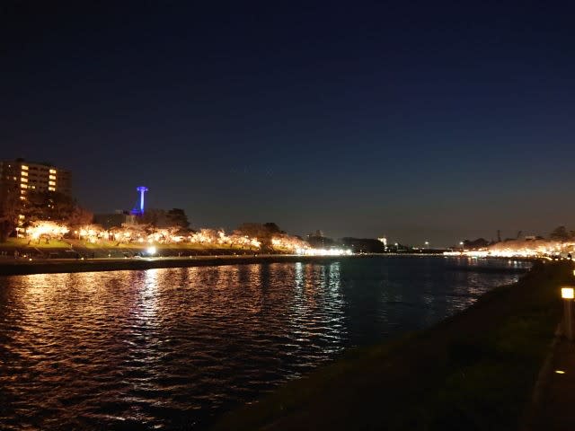 2021 岡崎市の桜 その3 「岡崎の桜まつり」夜の部 ～満開の夜桜