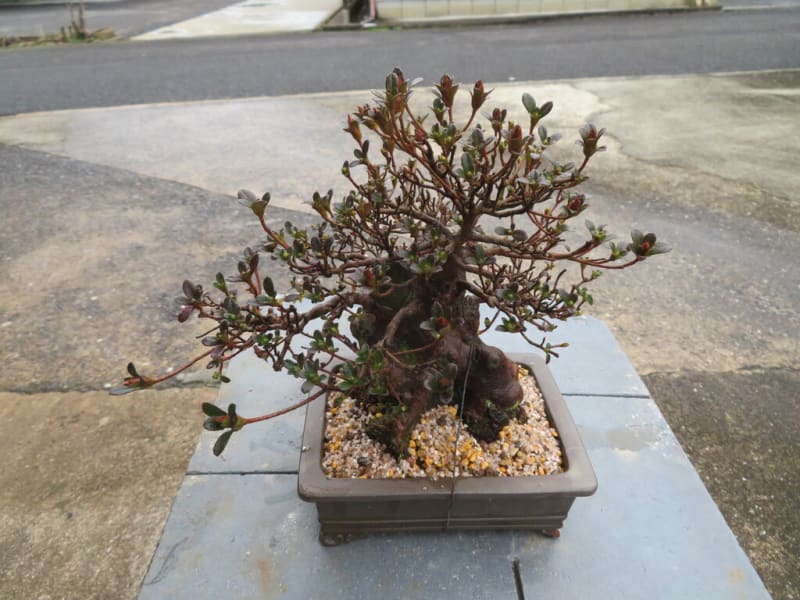 深山霧島、皐月盆栽の植え替え、カンアオイも咲き始める。 他 深山霧島、皐月盆栽の植え替え、カンアオイも咲き始める。 他