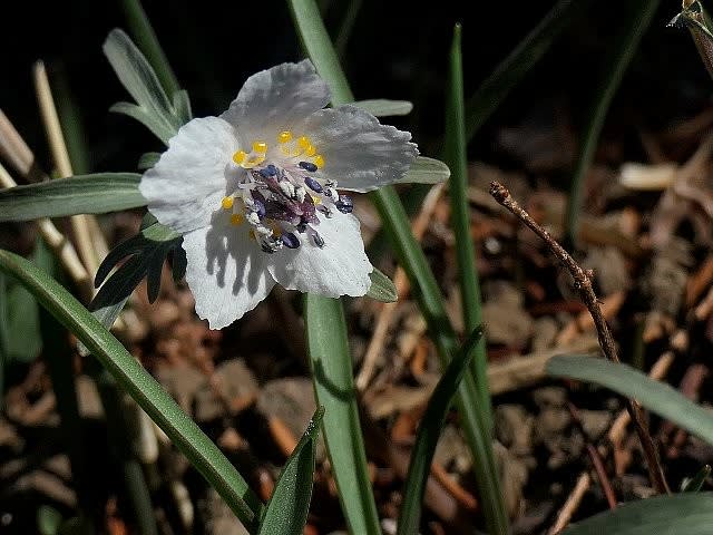 大船フラワーセンター早春の花散歩 - 庭先の四季