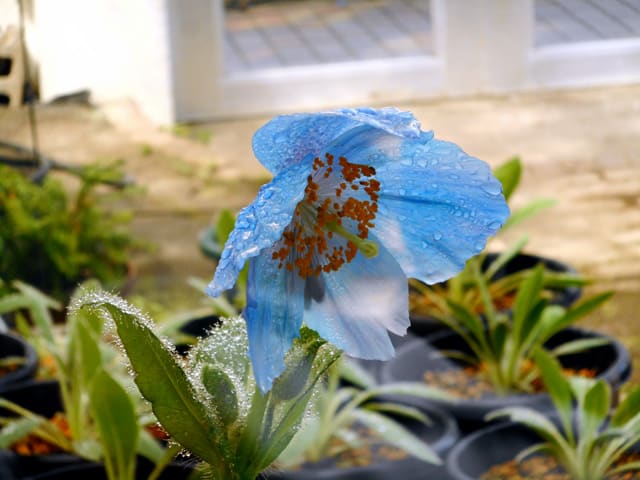 メコノプシス グランディス ヒマラヤの青いケシ 東京都薬用植物園 花をみるだけ