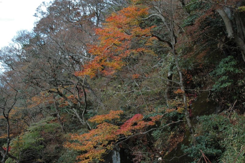 筑波山登山 紅葉の自然研究路散策 11月11日(水) - ふるさとは 筑波山登山 紅葉の自然研究路散策 11月11日(水) - ふるさとは