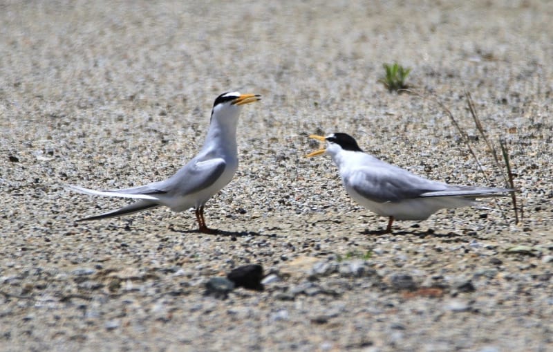 【冬バーゲン★】 今年もやって来た 絶滅危惧種の海鳥 5/8 生駒の生き物がかり - アフリカ