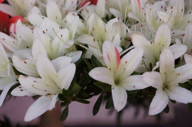 白琳 ・ 白琳の光 - 皐月の花・専科