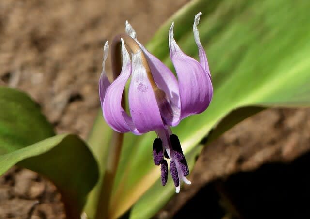 栗東自然観察の森 2 カタクリの花 - 気ままに撮り歩き