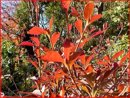 晩秋の朝の木々は紅葉、黄葉が眩いです。 - 花と徒然なるままに 晩秋の朝の木々は紅葉、黄葉が眩いです。 - 花と徒然なるままに