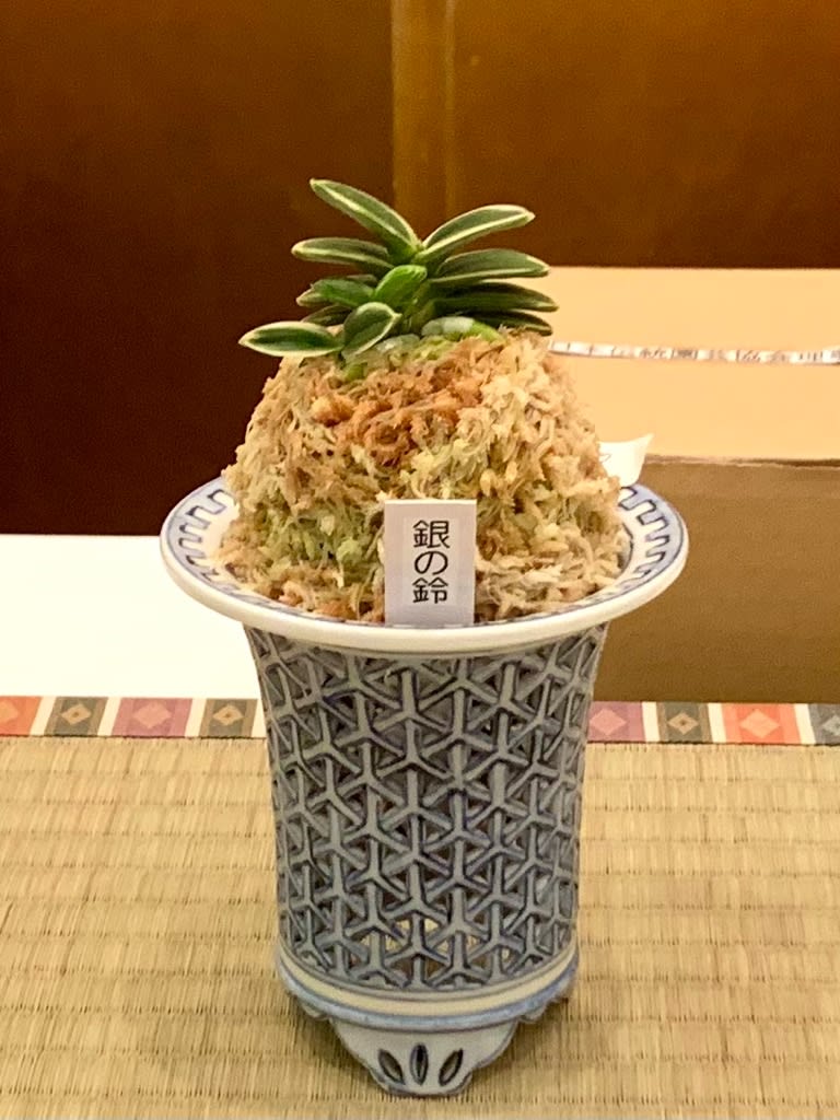 期間限定特別価格 日本富貴蘭会全国大会の展示品 - 純風満蘭 富貴蘭・風蘭ブログ 趣味・スポーツ・実用