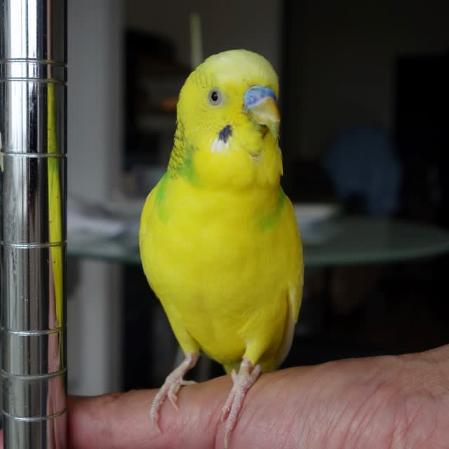 1904 肥満は脚にくる セキセイインコに乗っ取られた 株式私情 My Stock News