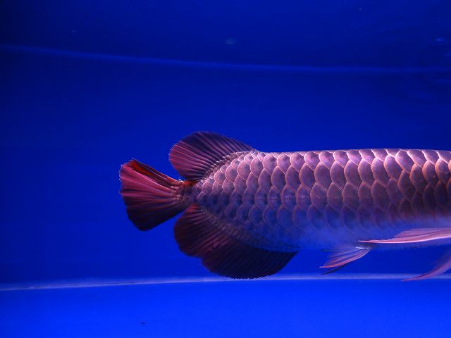 新魚購入8☆スーパーレッドアロワナ専門店！ - 大型魚飼育 in