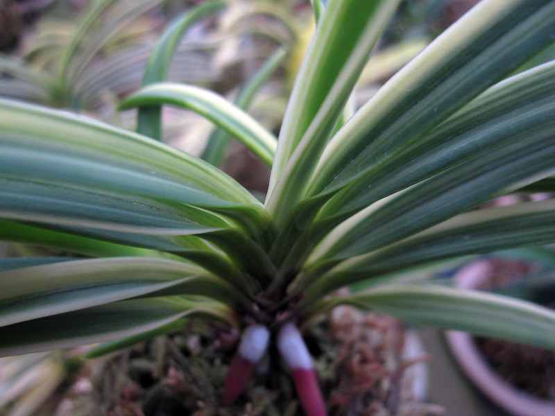 富貴蘭　雪観月 雪観月 | 奥深い富貴蘭