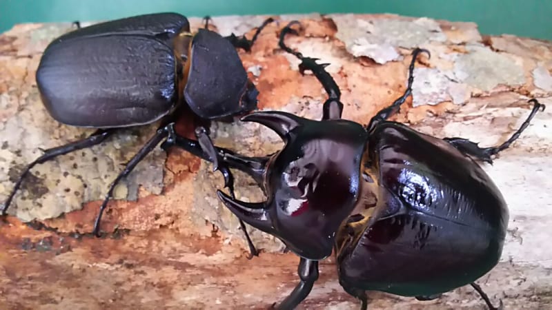アクティオンゾウカブトの販売です