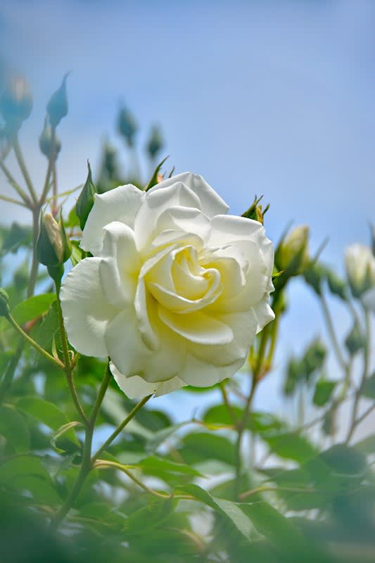 続 薔薇の花言葉 おじしゃんのデジカメ奮闘記