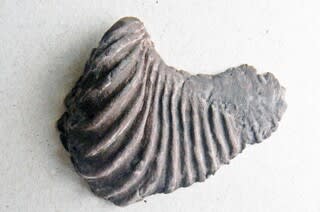 日本の化石　群馬県神流町瀬林の三角貝類/プテロトリゴニア