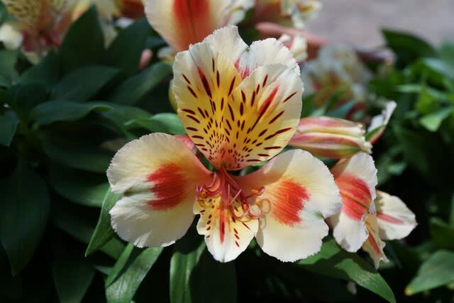 春の花:アルストロメリア・インティカンチャ② - 田舎へ行って 春の花:アルストロメリア・インティカンチャ② - 田舎へ行って