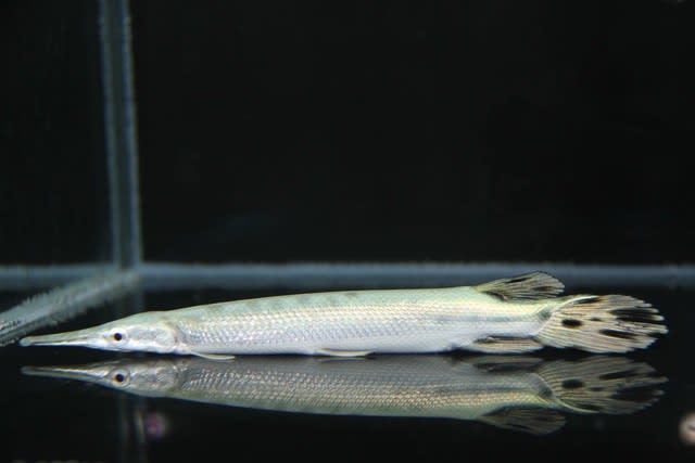 オリジナル 熱帯魚 マンファリ、スポガー、ポリプテルス、プラチナスネーク その他