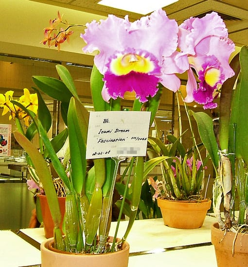 Rlc. Izumi Dream'Fascination' - カトログ !! ～ カトレヤ交配