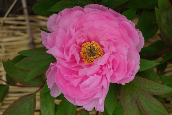 藁帽子(わらぼっち）と冬ぼたん ～ 筥崎宮 神苑花庭園