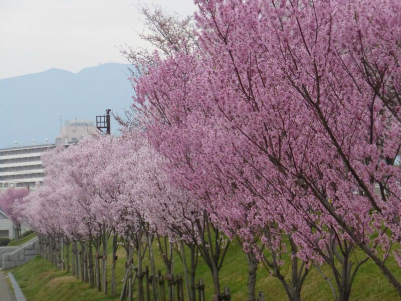 狭山池のコシノヒガン桜が満開！ - 富田林百景+ 「とんだばやし