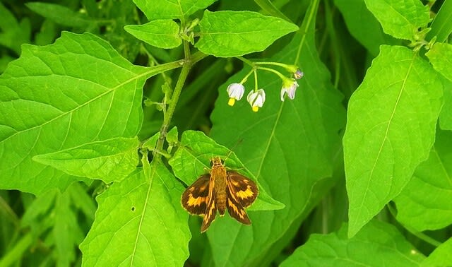 身近なセセリチョウ4種ついでに「せせり考」 - 私魚人（あいう