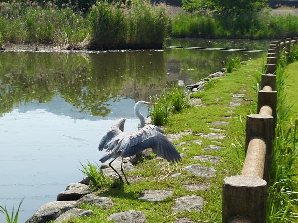 チュウダイサギとアオサギの雑種 - 藤の気まぐれ写真2