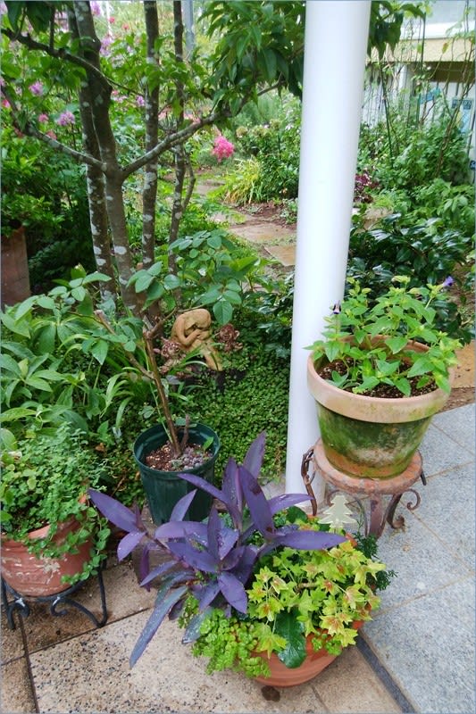 もみじ葉ゼラニウムと赤葉せんにちこう - * m's small garden もみじ葉ゼラニウムと赤葉せんにちこう - * m's small garden