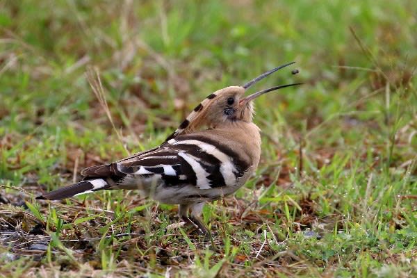 野鳥の羽根 鳥 ヤツガシラの羽根 （赤穂民報）