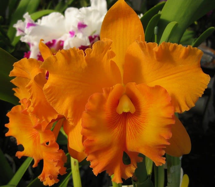 ○Rlc. Spanish Eyes'Tian Mu(天母)' - カトログ ○Rlc. Spanish Eyes'Tian Mu(天母)' - カトログ