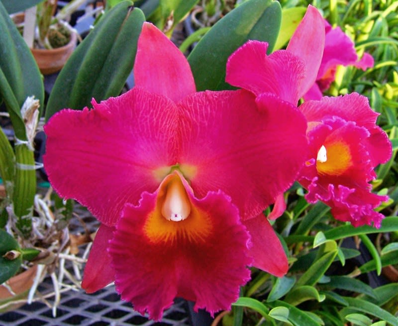 Rlc. Hisako Akatsuka'Volcano Queen' - カトログ Rlc. Hisako Akatsuka'Volcano Queen' - カトログ
