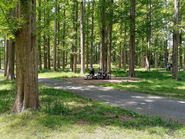 新緑の水元公園／メタセコイアの森 - 荒川三歩