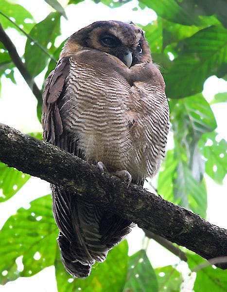 オオフクロウ Brown Wood Owl (Strix leptogrammica) - 清水正廣 オオフクロウ Brown Wood Owl (Strix leptogrammica) - 清水正廣