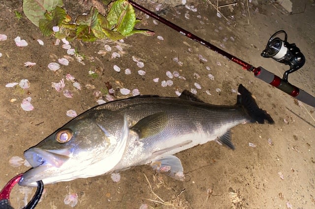 Daiwa HEARTLAND 別誂冴掛 710AGS 2ndインプレ - Trip to the Daiwa HEARTLAND 別誂冴掛 710AGS 2ndインプレ - Trip to the