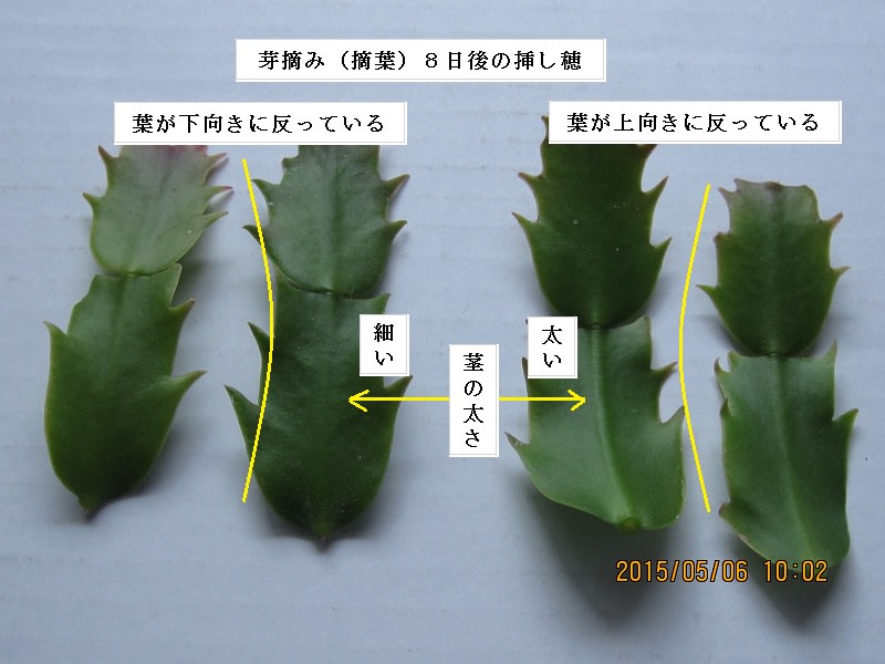 シャコバサボテンの植替（発根後の移植）を来春まで行わない挿し