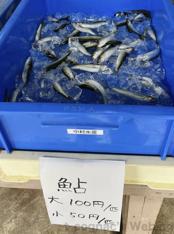 海津漁業協同組合朝市@海津漁業協同組合 - t_cognac's weblog 海津漁業協同組合朝市@海津漁業協同組合 - t_cognac's weblog