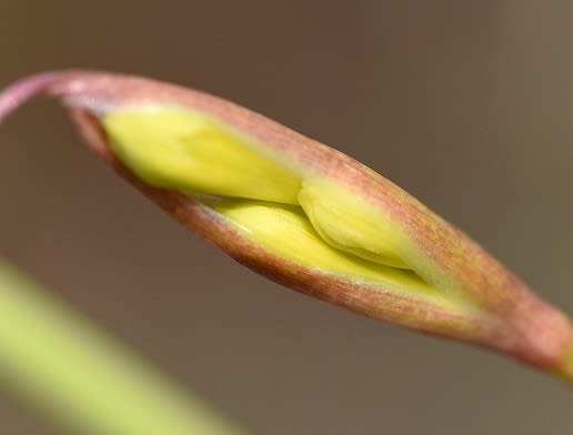 鉢植えの「キルタンサス」(2)黄色花 - Koba の庭~春夏秋冬 鉢植えの「キルタンサス」(2)黄色花 - Koba の庭~春夏秋冬